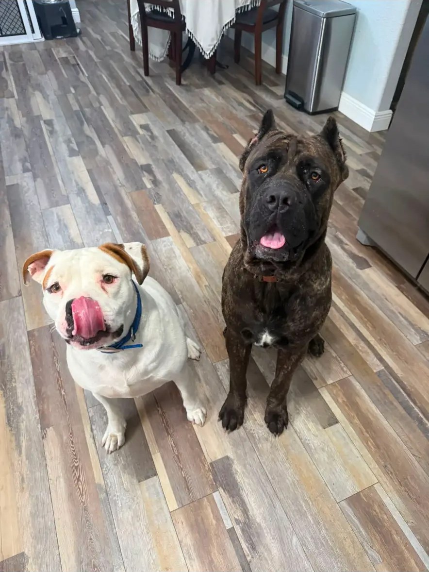 Two large boarding dogs sitting together indoors