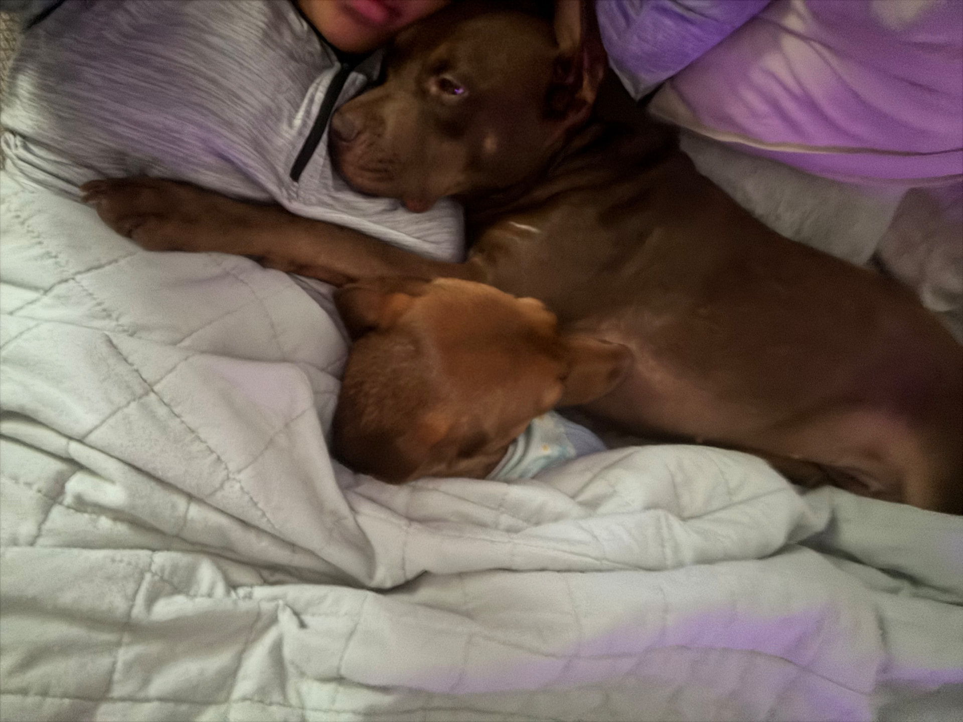 Two pit bulls relaxing together in bed