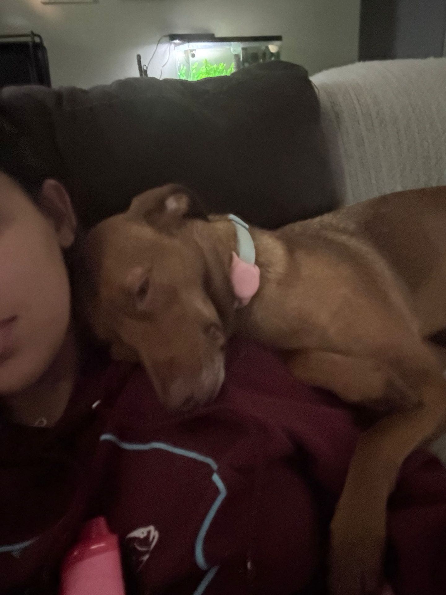 A dog resting its head on Karolyn's shoulder